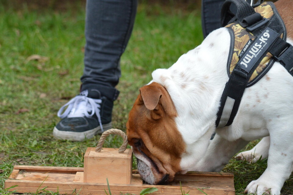 En engelsk bulldogg kämpar för att få upp en låda.