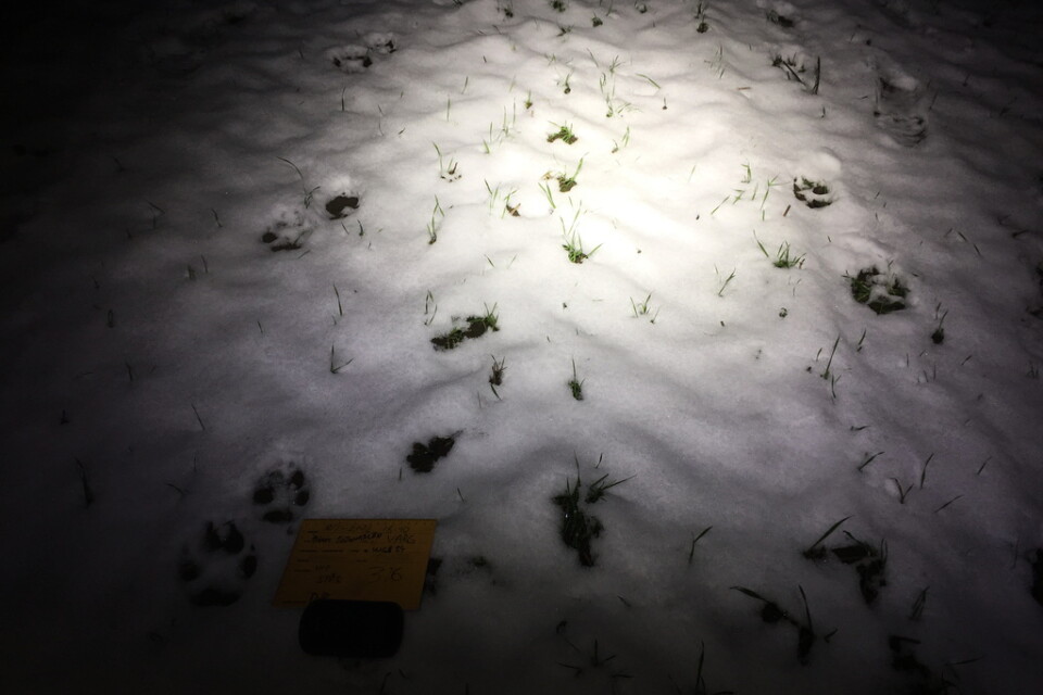 Tack vare det tunna snötäcket kunde vargarna spåras i fyra kilometer.