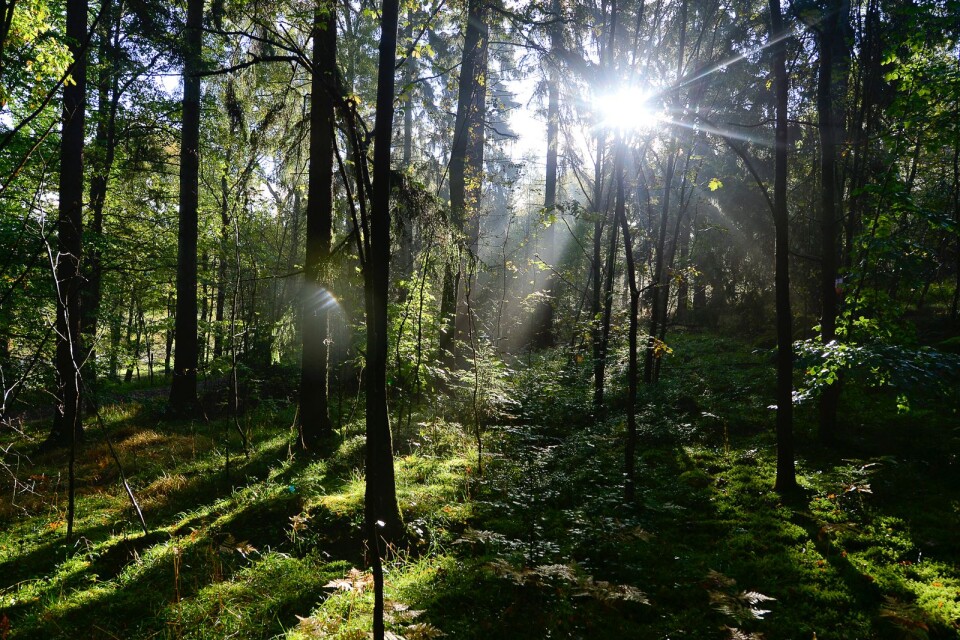 Skogsbruket i Sverige står för ett kontinuerligt stort nettoupptag av koldioxid.