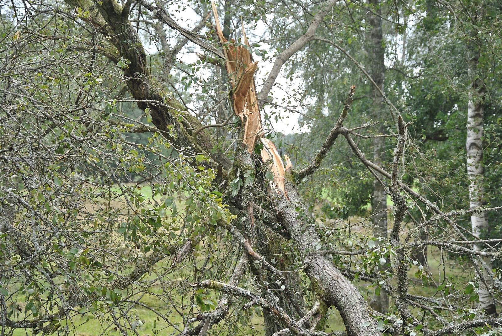 Flera träd knäcktes i Lönsbodatrakten. Foto: Magnus Wahlström