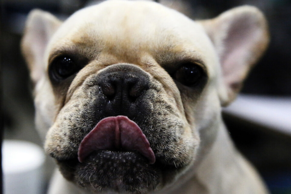 Hundarna, av rasen fransk bulldog, sades vara uppfödda i Sverige. Arkivbild.