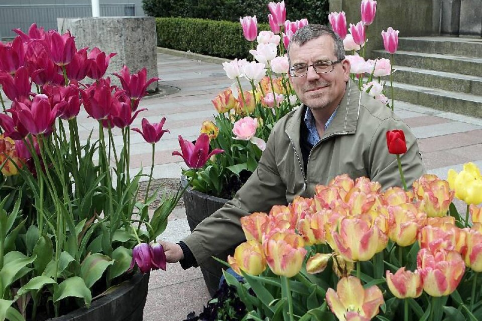 Holländaren Mark Huisman fångad i ett tulpanfång framför nya arbetsplatsen Rådhuset. "Jag hoppas att vi fortfarande kommer att ha råd att med de fina blommorna, men det ska även vara fint utanför trafiklederna", säger han.