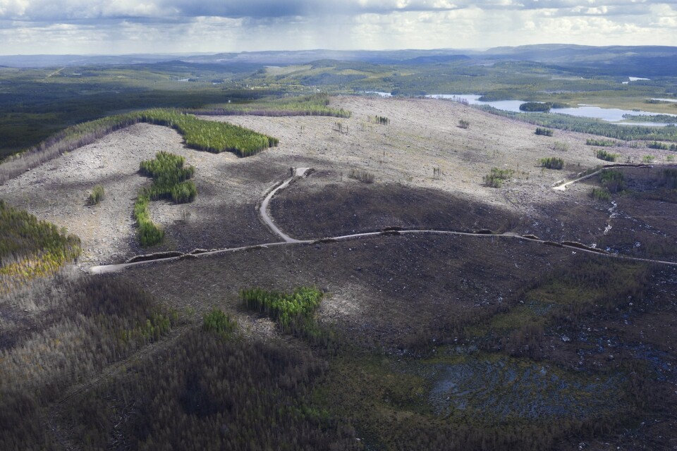 Att de sista svenska gammelskogarna är på väg att försvinna skildras i dokumentären "Om skogen". Pressbild.