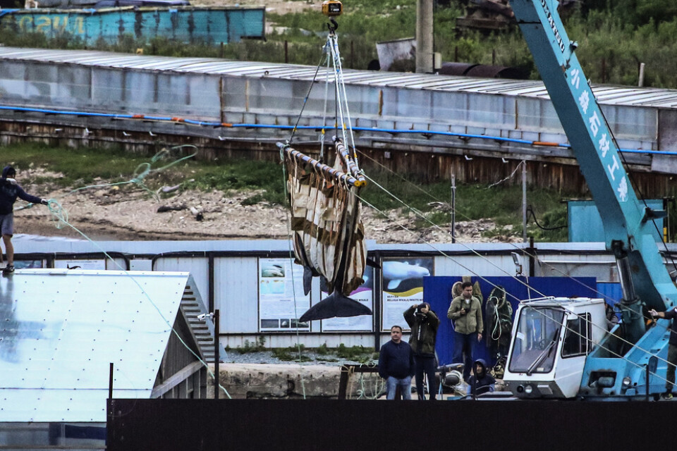 En viltfångad val flyttas med lyftkran utanför Vladivostok i Ryssland. Arkivbild