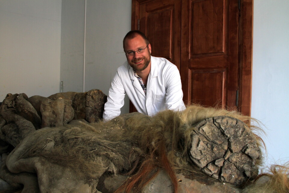Professor Love Dalén och "Yuka-mammuten" vars arvsmassa ingick i den nya studien.