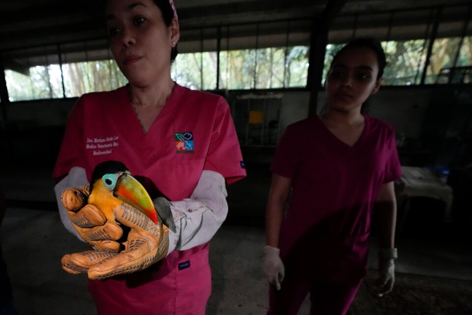 Rehabiliteringscentret får in alla möjliga arter. Här en tukan som får vård i väntan på att kunna släppas fri.