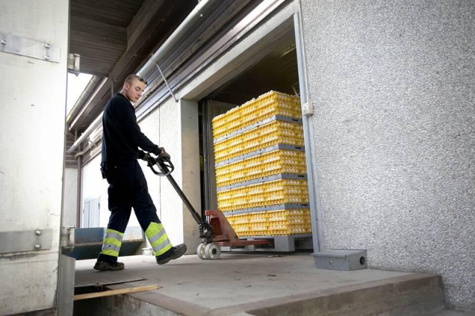 Nils Svensson hämtar pallar med ägg för fortsatt transport till packeriet i Linköping. Normalt blir det tio pallar om dagen från Örumsgården.