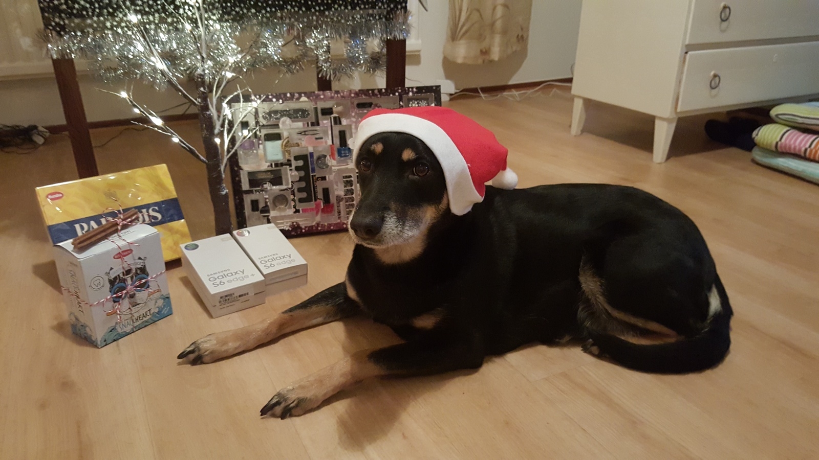 Tomtehunden Nora önskar God Jul och Gott Nytt År. Foto: Casandra Muntean