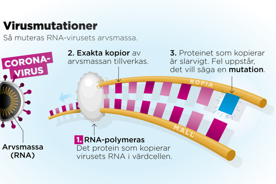 Coronaviruset är ett så kallat RNA-virus. I dessa virus består arvsmassan av RNA. När virusets protein misslyckas med att kopiera arvsmassan uppstår en mutation.
