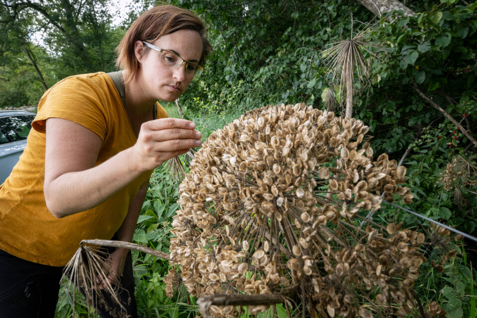 En blomställning kan ge hundratals nya plantor. Cajza Eriksson, samordnare för arbetet mot invasiva arter vid länsstyrelsens i Skåne, vid en jätteloka intill Benestads backar i Tomelilla.