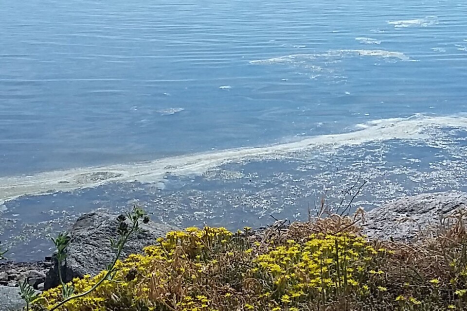 Ansamlingar av alger har samlats runt Öland och det blåser mot kusten.