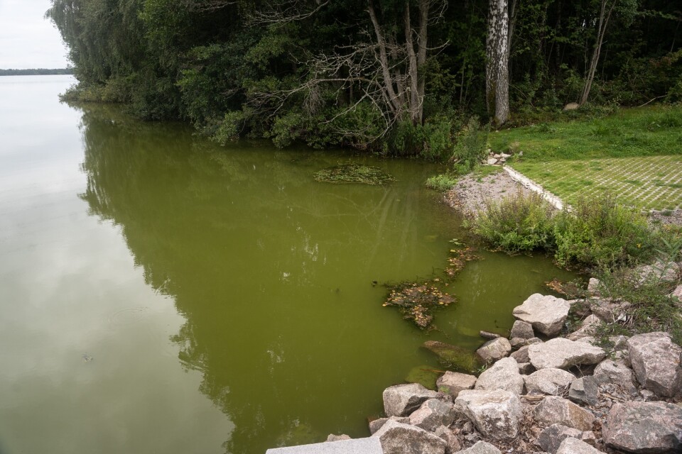 Det är algblomning i Norra Bergundasjön. Vattnet kan vara farligt för hundar och små barn att få i sig.