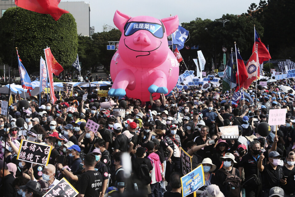 Demonstranter med en uppblåsbar gris under en protest i Taipei i Taiwan den 22 november mot beslutet att tillåta import av amerikanskt fläsk från grisar som matats med ett tillväxthormon som är förbjudet i EU och Kina.