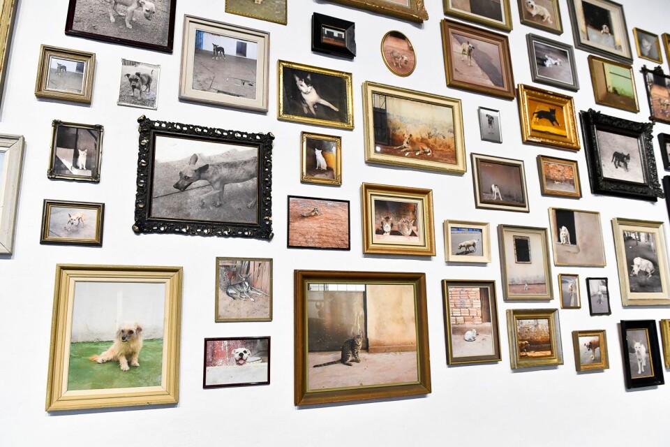 En vägg på Liljevalchs konsthall har täckts med Lars Lerins bilder av herrelösa hundar och katter.