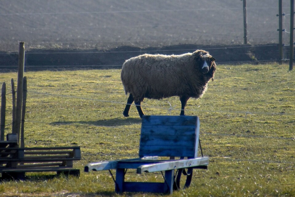 Däck På Agnehill ligger i en trivsam miljö på Österlenslätten med betande får i hagen intill.