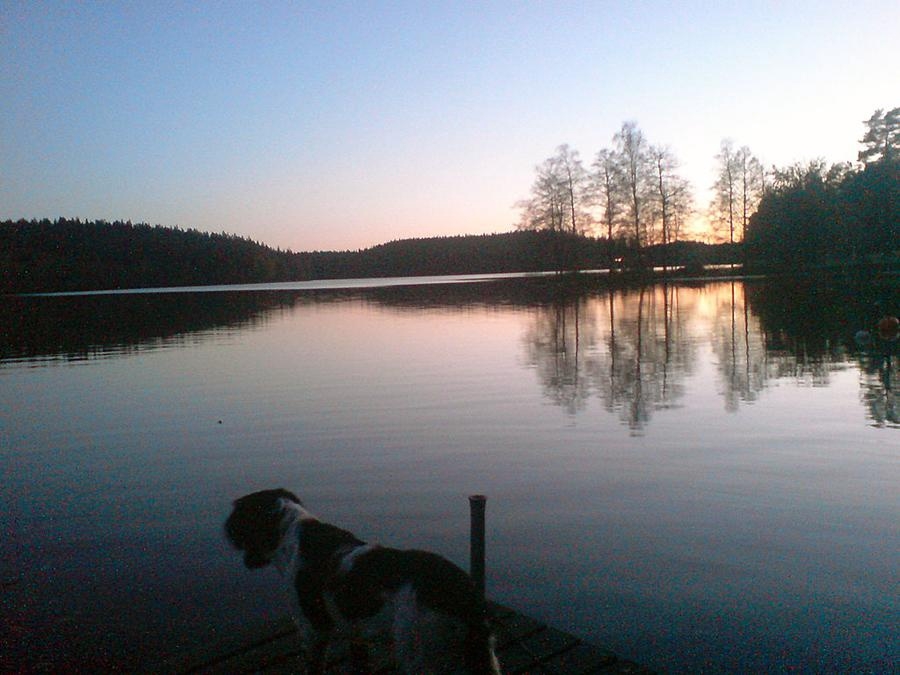 Solnedgång över Dalsjön i Dalsjöfors i oktober. Bilden är tagen med mobiltelefon på en brygga mot Aven i Råviken. Valpen Wiggo spanar ut över vattnet. Husse Lars Aronsson har tagit bilden.