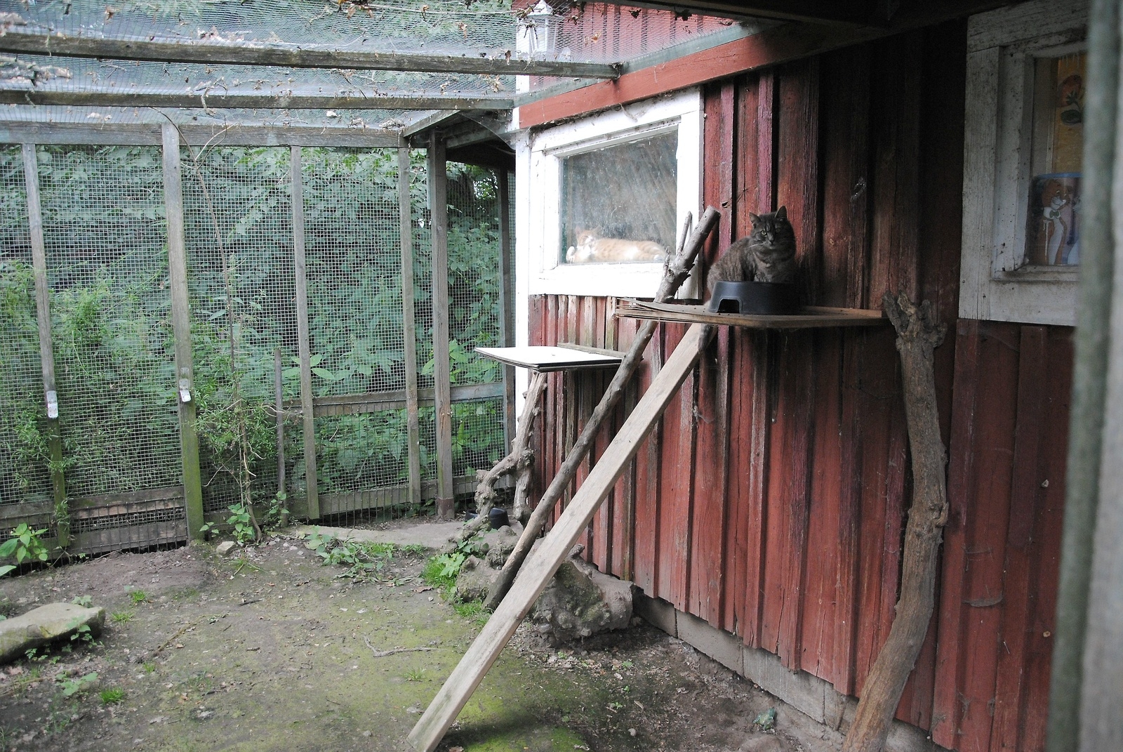 Katterna bor i rastgårdar och utbyggnader.       FOTO: Linda Grip
