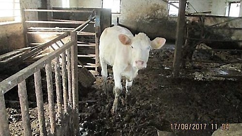 Det var mycket smutsigt i stallet när djurskyddsinspektörerna besökte gården. Foto: Länsstyrelsen