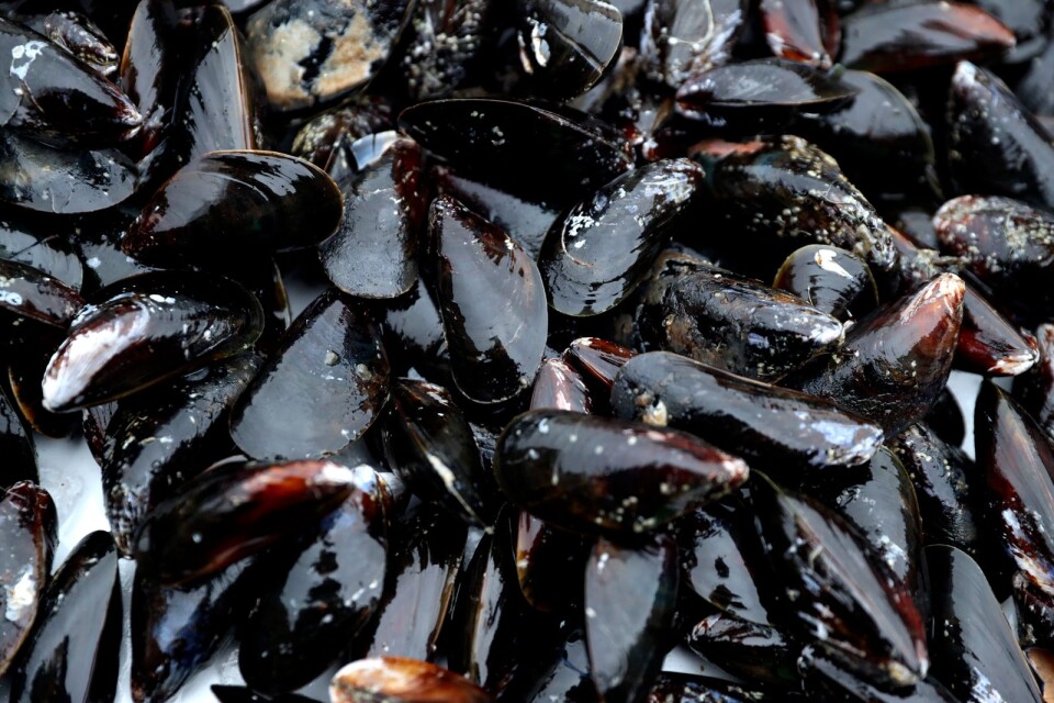 Mussels measure about 5- 0 centimetres, but they can be up to 20 centimetres. In Sweden, mussels on the west coast are bigger than the ones on the east coast.