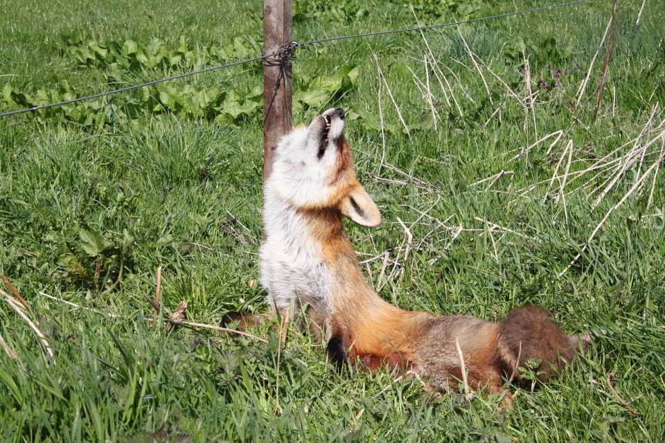 En räv har dödats i en snara på mellersta Öland. Jaktmetoden är olaglig dessutom är det även tjuvjakt och fel tid på året för jakt.