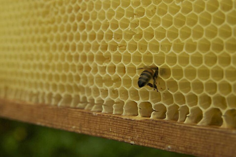 Ett av Stig Karlssons Buckfastbin tar för sig av honungen i ramen.