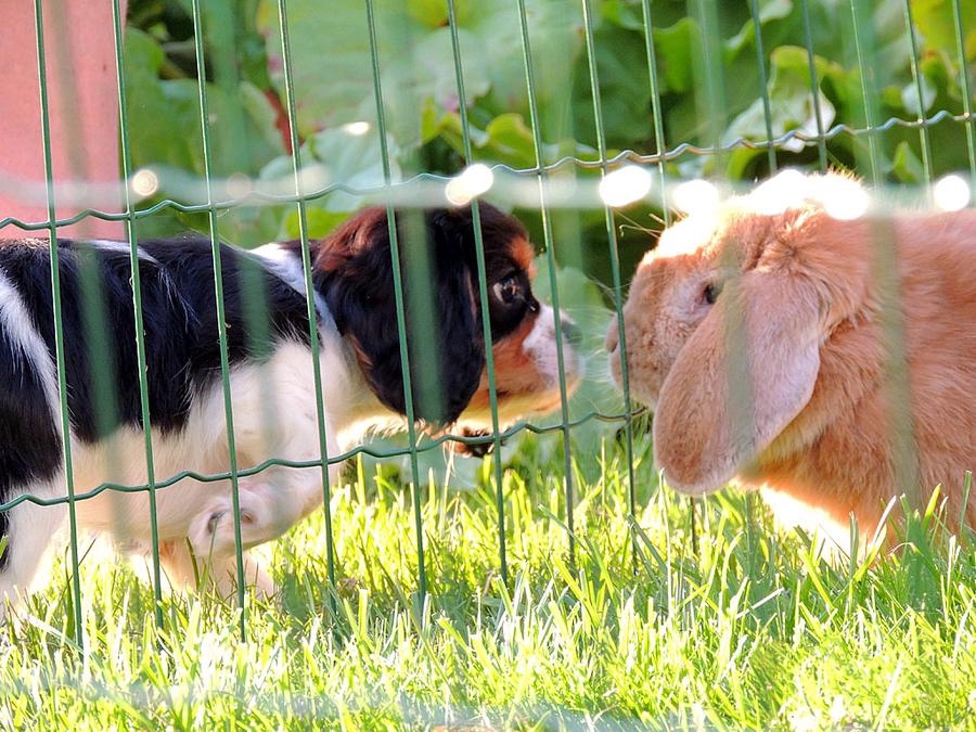 Ett spännande möte mellan hundvalpen Molle och kaninen Harald. Foto Henrik Knutsson