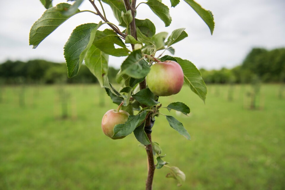 Sagan om det lilla äppelträdet, på Naturum den 21 september.