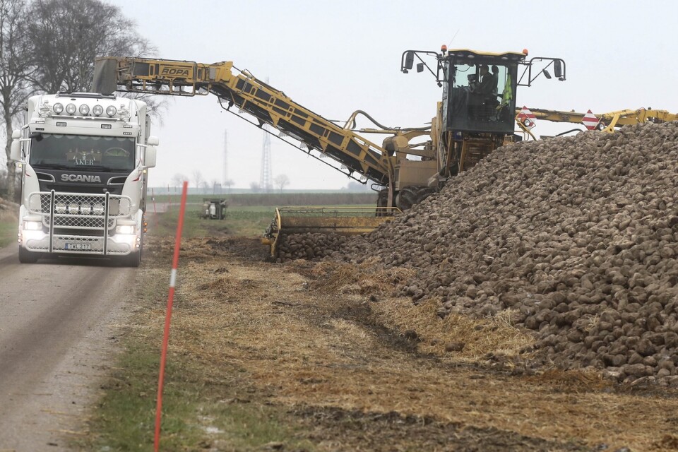 Via transportbandet på den självgående renslastaren lastas 40 ton sockerbetor snabbt i lastbilsekipaget.
