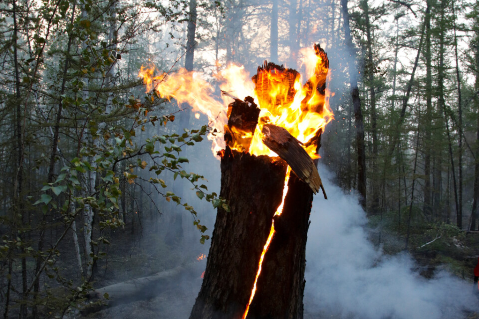 Mängder av skogsbränder rasar i södra Sibirien. Arkivbild från skogsbrand i Jakutien förra året.