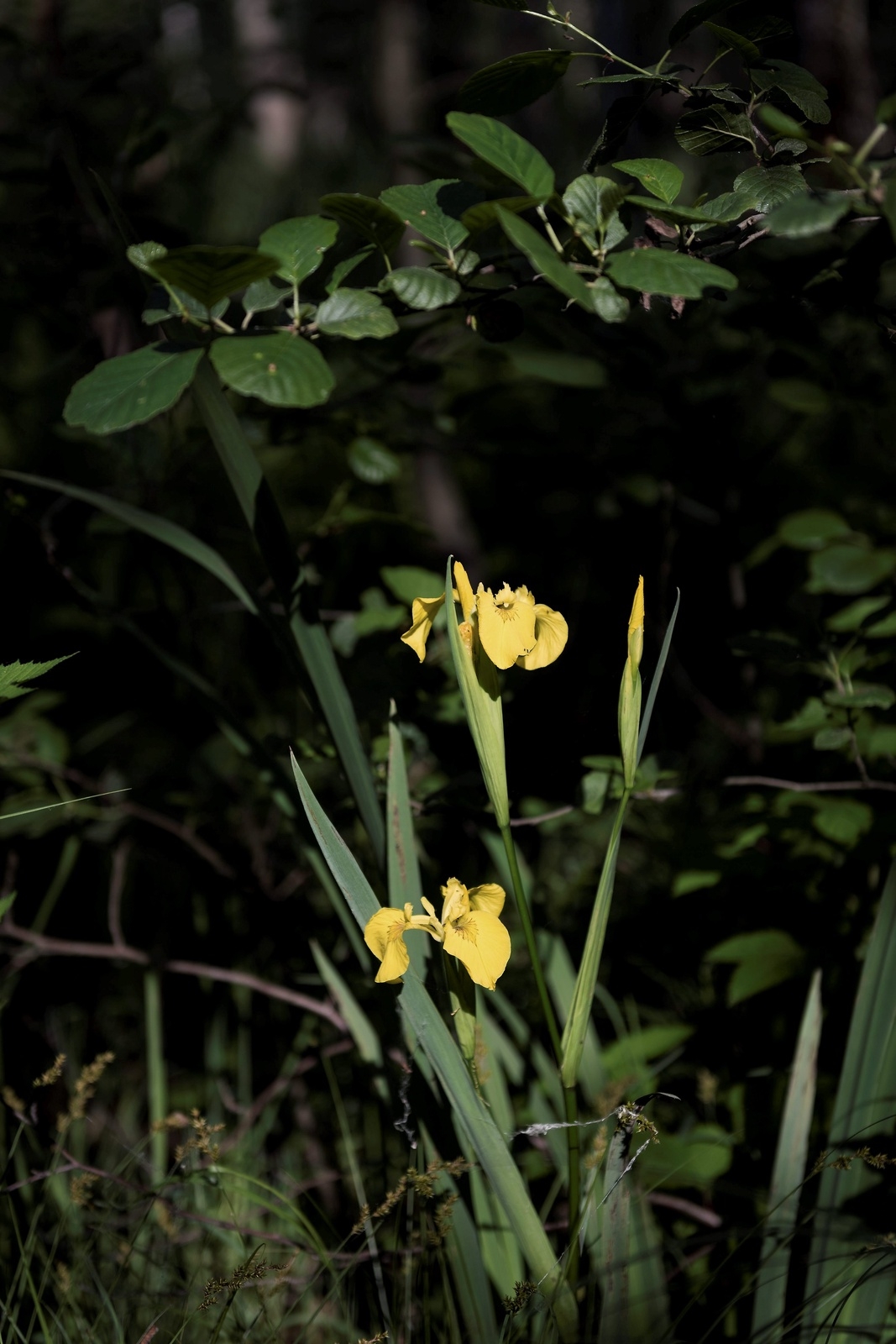 Den gula svärdsliljan blommar för fullt i alsumpskogen under tidig junimånad. Blomman tillhör irissläktet och trivs mycket bra i våt mark.