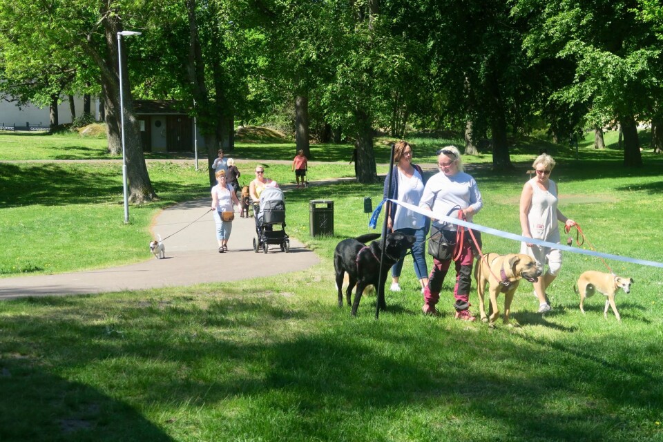 Det var många hundägare som kom till stadsparken för att delta i hundpromenaden för välgörenhet.