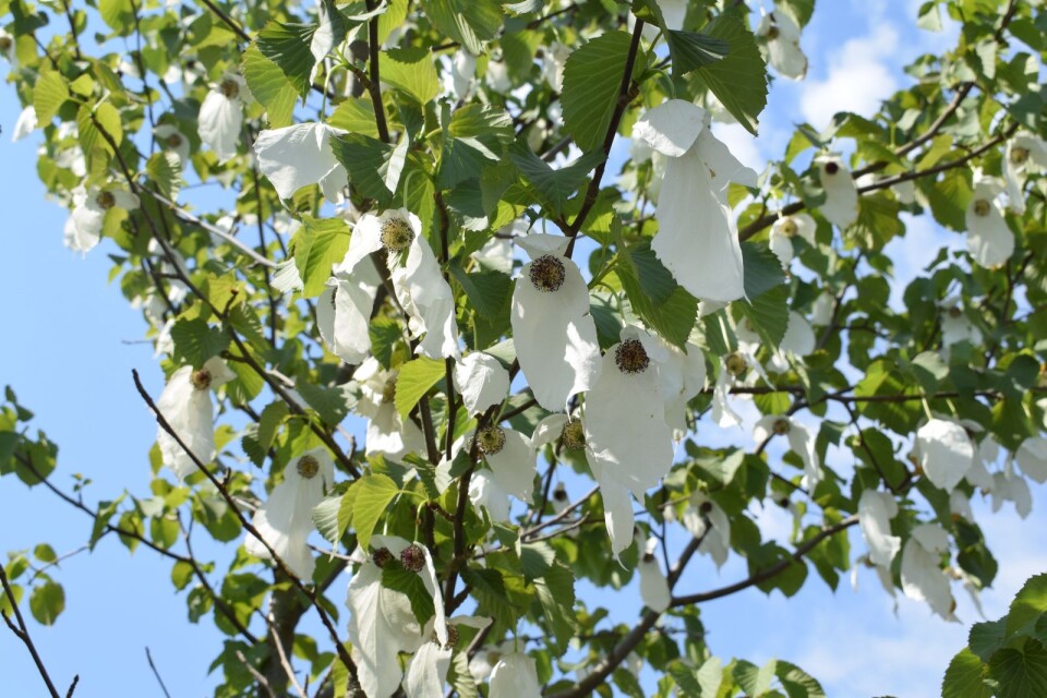 Näsduksträdet på Pilvägen blommar i år med mängder av vita blommor, som liknar näsdukar - eller duvor - på långt håll.