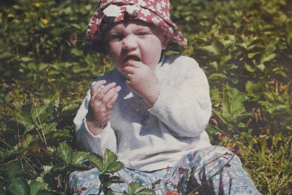 Lilla Johanna Svensson gillar jordgubbar och tar för sig på jordgubbsfältet i Arkelstorp.