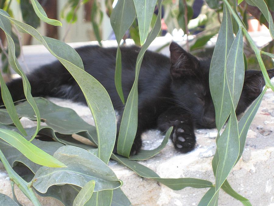 En kattunge som vilar sig i Turkiet. Foto Michael Benil
