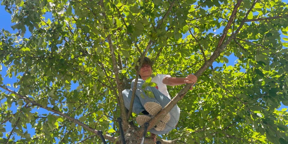رجل يعلم أطفاله تسلق الأشجار ، وانتهي به الأمر لاستدعاء خدمة الانقاذ