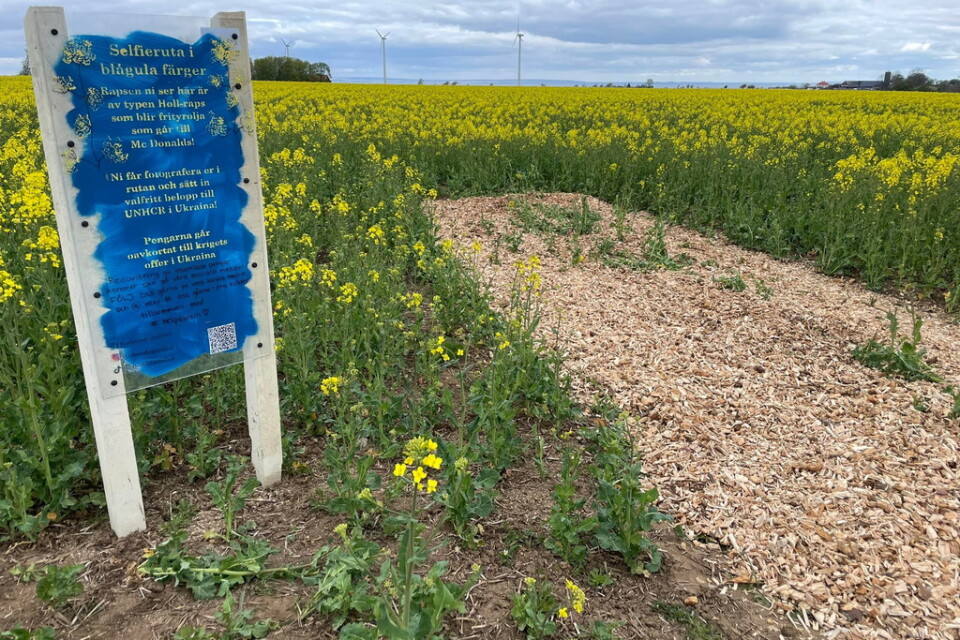 För att slippa få sina odlingar nedtrampade har en lantbrukare skapat en selfie-ruta vid raps- och blomfältet. Pressbild.