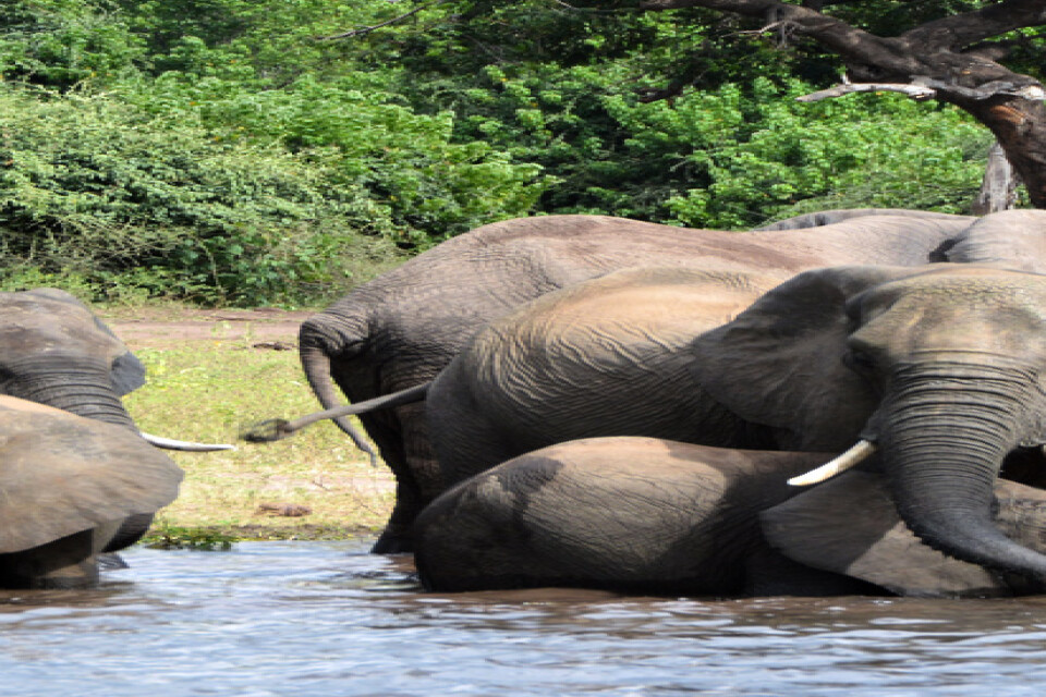 Botswana tillåter jakt på elefanter igen. Arkivbild.