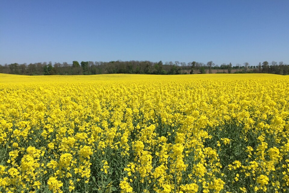 Så här vackert gult är det mellan Tosterup och Glemminge.