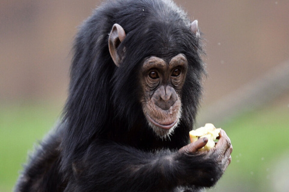 Människoapor som schimpanser har inte samma förmåga som människor för ordning, visar en ny studie som publicerats i den vetenskapliga tidskriften Plos One. Arkivbild.