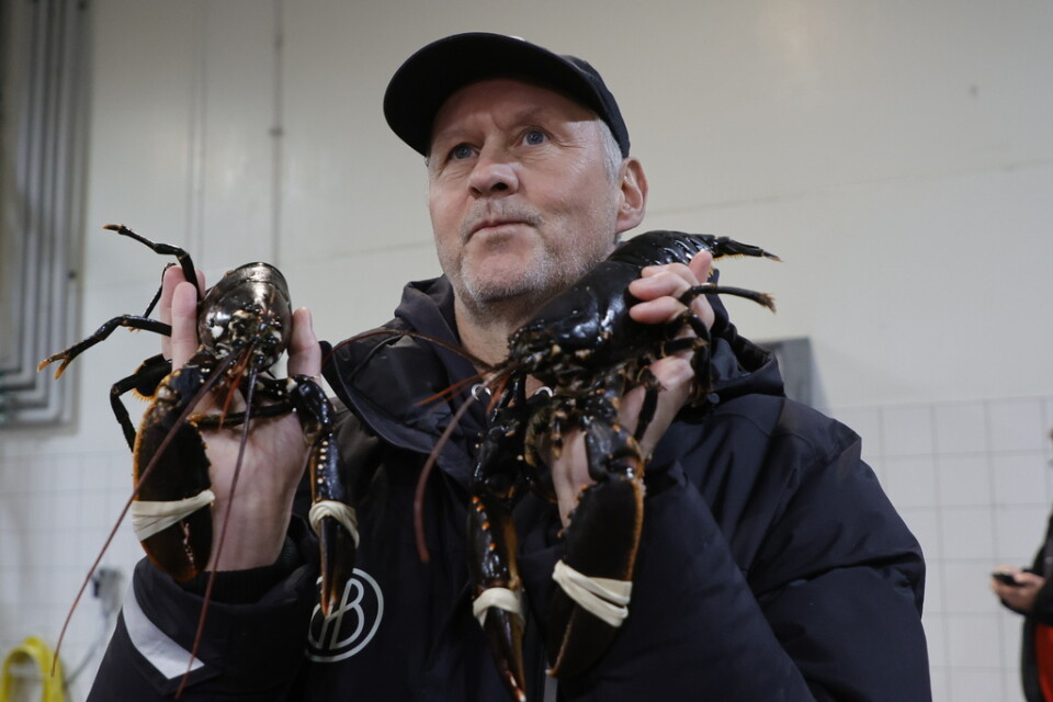 Patrick Norén ropade in årets första humrar på fiskeauktionen i Göteborg.