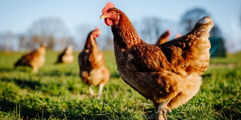Utbrott av fågelinfluensa ökar och nu införs åtgärder för de som har fjäderfän i södra Sveriges kustområden.