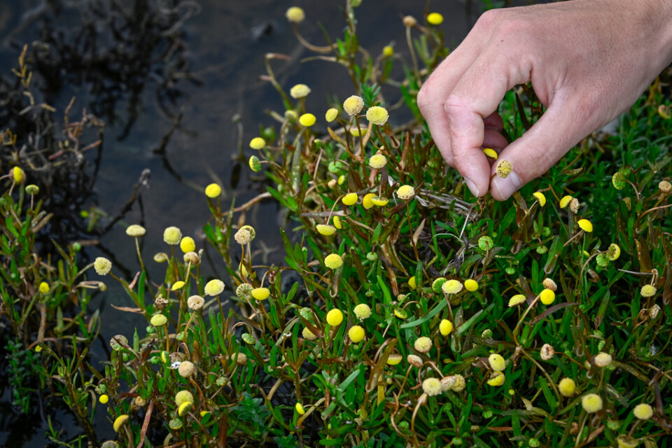 Den härstammar från Sydafrika och ska egentligen inte vara i svensk natur. Den gula kotulan, som nu växer på strandängarna i Bunkeflostrand söder om Malmö, tränger undan inhemsk växtlighet.
