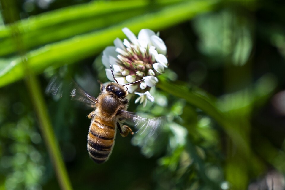 Ett bi på jakt efter nektar. När bina ska hitta tillbaka hem efter en flygrunda har de visat sig vara fenomenala på att välja den närmaste vägen. Arkivbild.