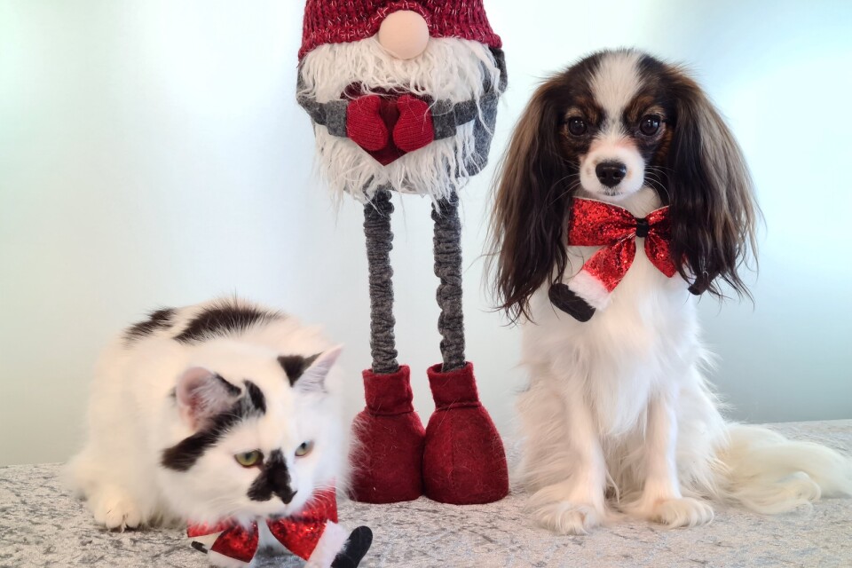 Katten Pixie och hunden Tesla inför julafton.