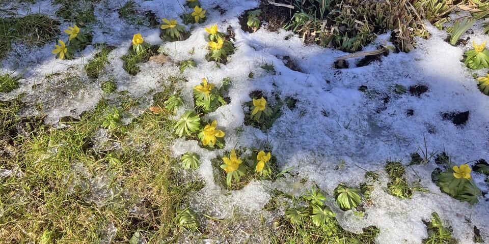 Utanför redaktionsfönstret i Borgholm den 9 mars 2023, vårens blommor i kamp med vinterns makter.