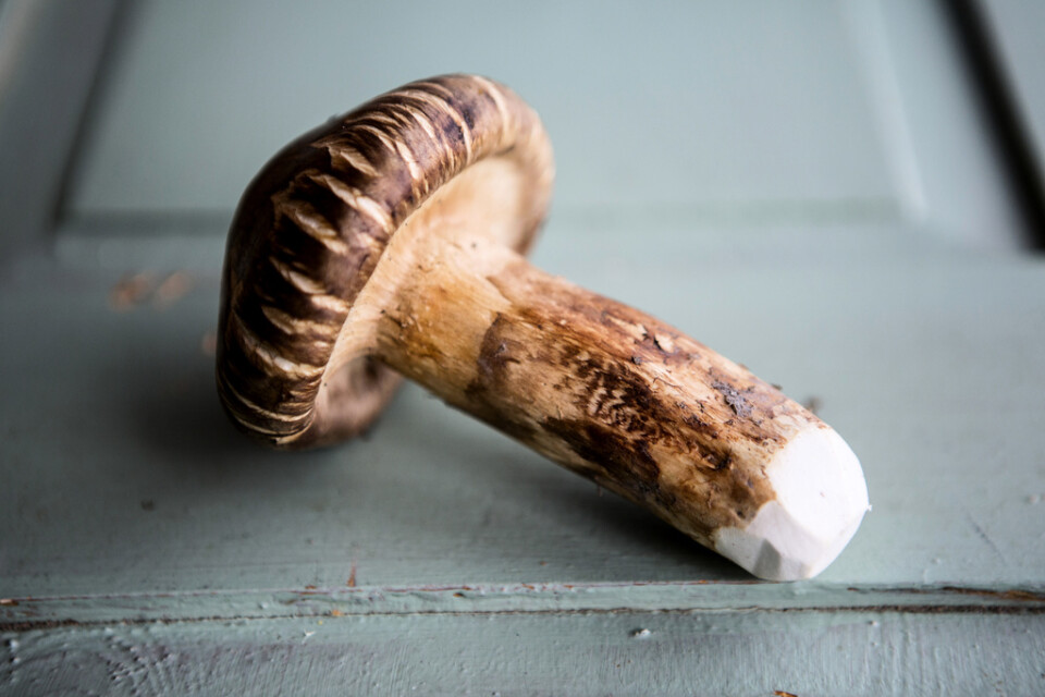 Goliatmusseronen är en av världens dyraste svampar, men vanlig i svenska skogar. Arkivbild.