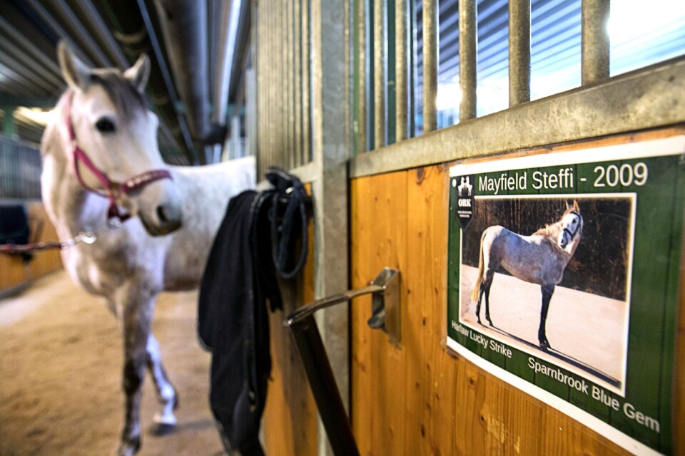 Hästar heter ofta långa och krångliga namn. Det kan man lösa genom att kapa halva namnet, som för Steffi.