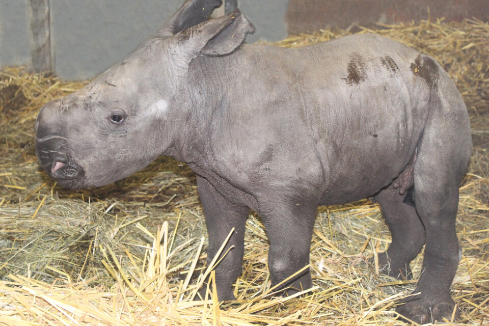 Den tredje nyfödda noshörningen på Zoo Schmiding på bara några månader.