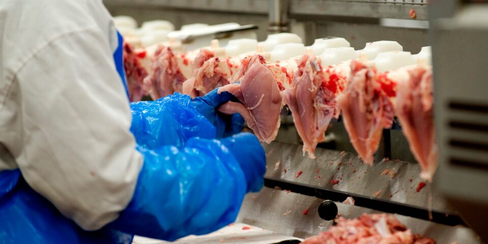 Bakterie: Nytt salmonellalarm i Blekinge – 50 000 kycklingar avlivas