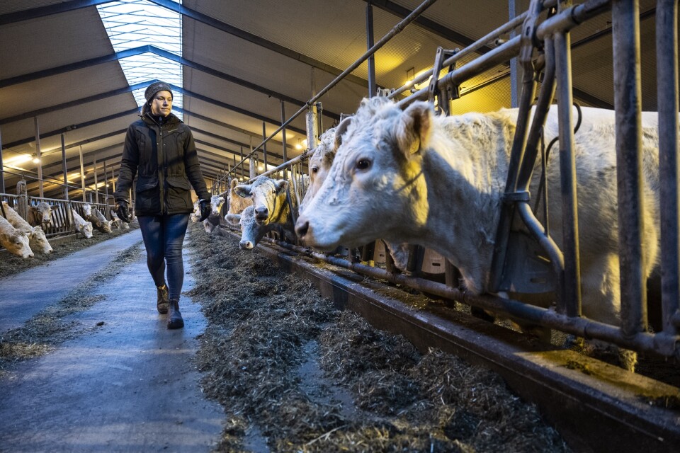 Det föds många kalvar vid den här tiden. Driftschefen Anna Danielsson tittar till korna och deras kalvar som går inne över vintermånaderna. I mars släpps de ut på bete igen.